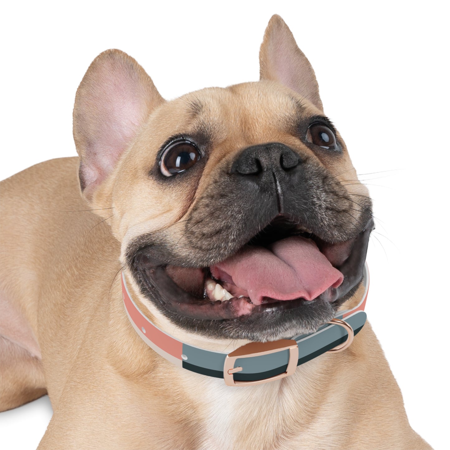 Gray, Black & Coral Waterproof Dog Collar | Durable TPU Odor-Resistant – Collarz